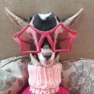 Meet your Posher, Veronica